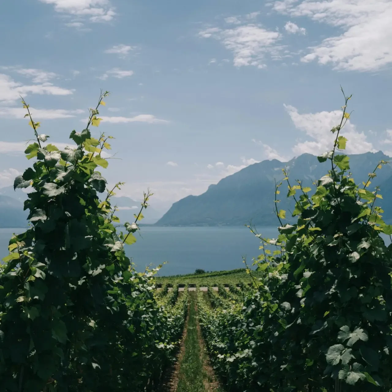 Balades dans les vignes, organisé par Aux 4 Vents