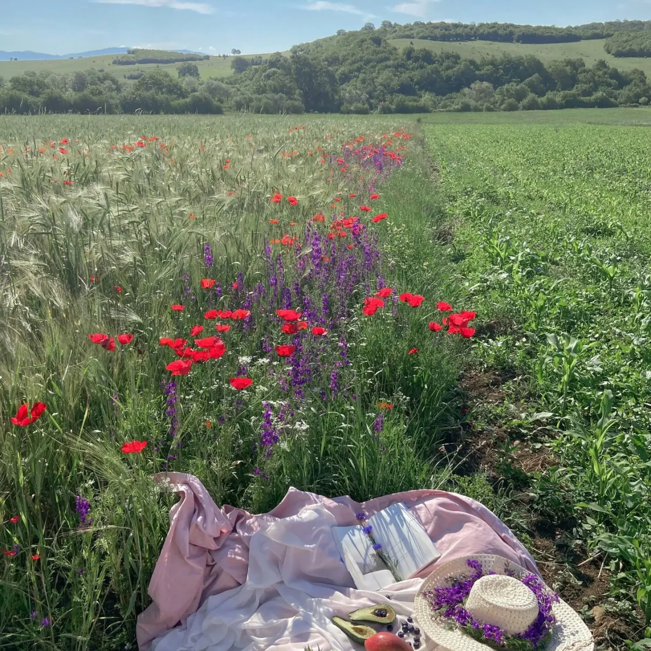 Picnic dans les champs verts avec les jeunes de l'association Aux 4 Vents